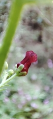 Scrophularia smithii image