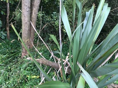 Phormium tenax