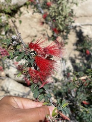 Calliandra californica
