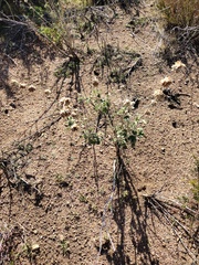 Malacothamnus enigmaticus