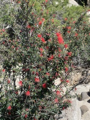 Calliandra californica