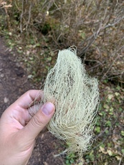 Alectoria sarmentosa