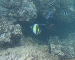 Zanclus cornutus
