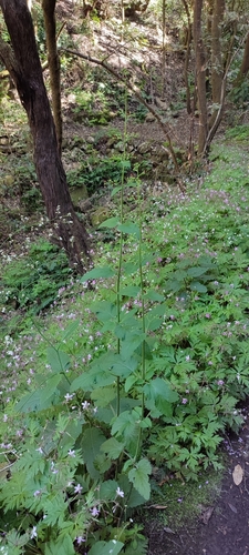 Scrophularia smithii subsp. langeana image