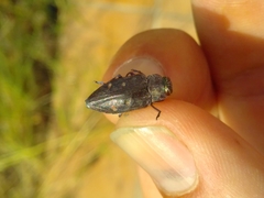 Chrysobothris affinis