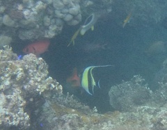 Zanclus cornutus