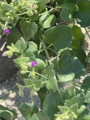 Mirabilis laevis