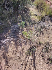 Malacothamnus enigmaticus