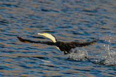 Phalacrocorax varius
