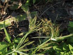 Cyperus distans
