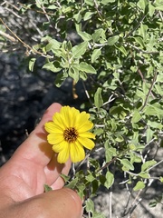 Encelia asperifolia