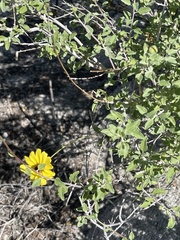 Encelia asperifolia