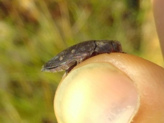 Chrysobothris affinis