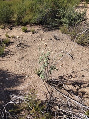 Malacothamnus enigmaticus
