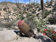 Ferocactus gracilis gracilis