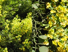 Rafnia amplexicaulis