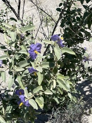 Solanum hindsianum