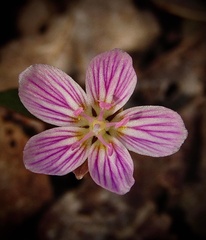 Claytonia caroliniana