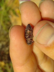 Chrysobothris affinis