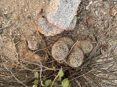 Mammillaria dioica dioica