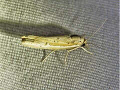 Fissicrambus quadrinotellus