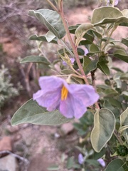 Solanum hindsianum