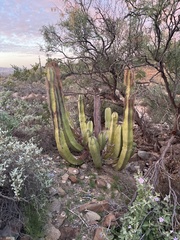 Lophocereus schottii