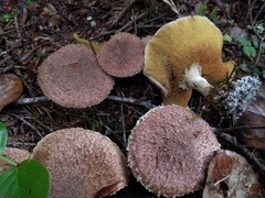 Suillus lakei