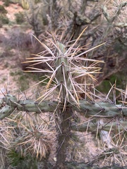 Cylindropuntia molesta