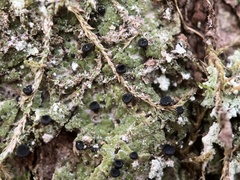 Bacidia schweinitzii