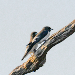 Artamus leucorynchus