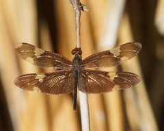 Rhyothemis princeps