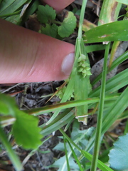 Carex blanda