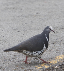 Leucosarcia melanoleuca