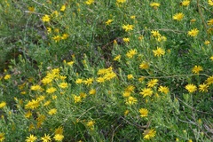 Heterotheca canescens