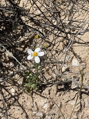 Coreocarpus parthenioides parthenioides