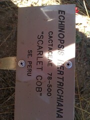 Lobivia hertrichiana