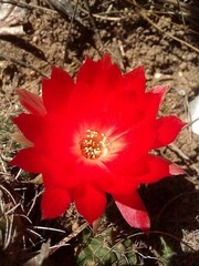 Lobivia hertrichiana