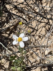 Coreocarpus parthenioides parthenioides