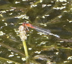 Xanthagrion erythroneurum