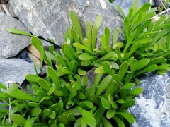 Selliera radicans