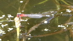Xanthagrion erythroneurum