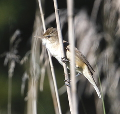 Acrocephalus australis
