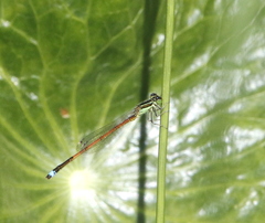 Ischnura aurora