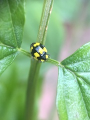 Illeis galbula