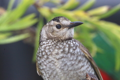 Sericulus chrysocephalus