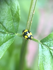 Illeis galbula