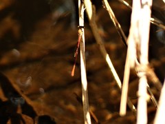 Ceriagrion aeruginosum