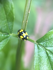 Illeis galbula