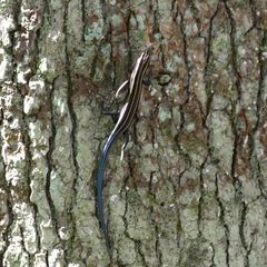 Plestiodon